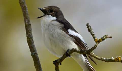 A bird perched on a branch singing