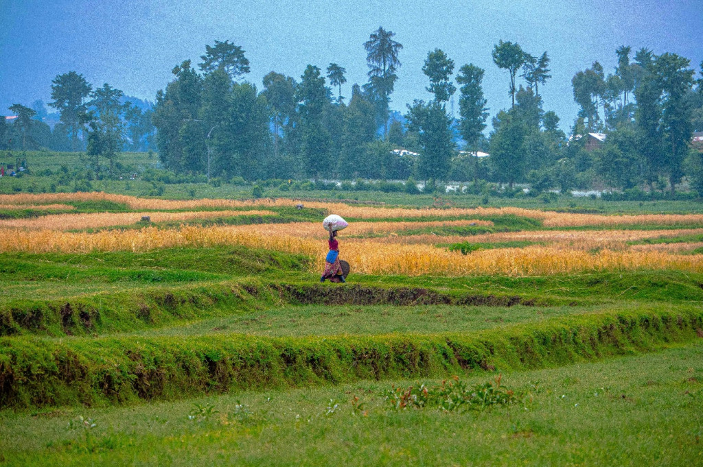 A woman in a field in Rwanda carrying a large bag of agricultural supplies on her head.