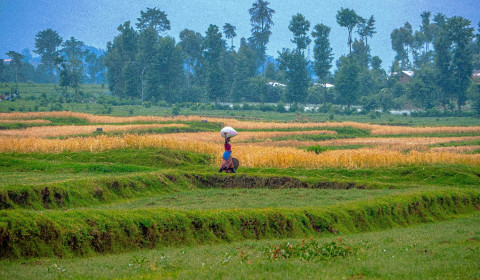 A woman in a field in Rwanda carrying a large bag of agricultural supplies on her head.