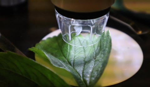 Image of a leaf placed under a microscope